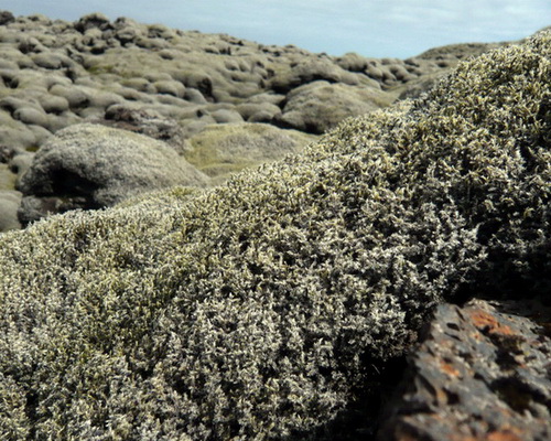 Moosteppich ueber der Lava